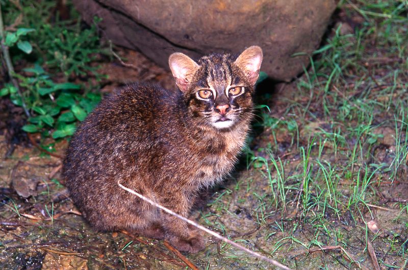 Iriomote Cat (Prionailurus bengalensis iriomotensis)