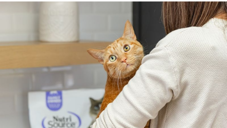 Is Dry Food Enough for Cats? 10 Vet-Approved Reasons Why It Might Be