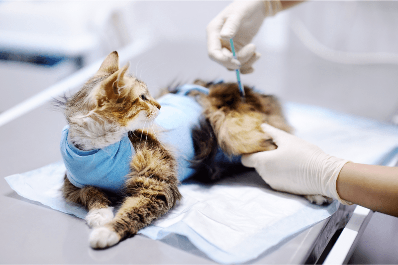 Is it necessary to vaccinate indoor cats?