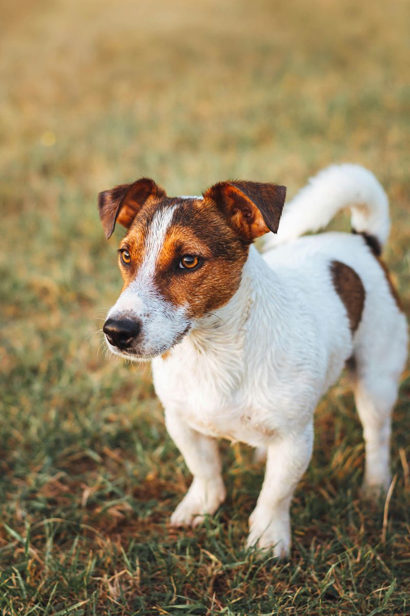 Jack Russell Terrier