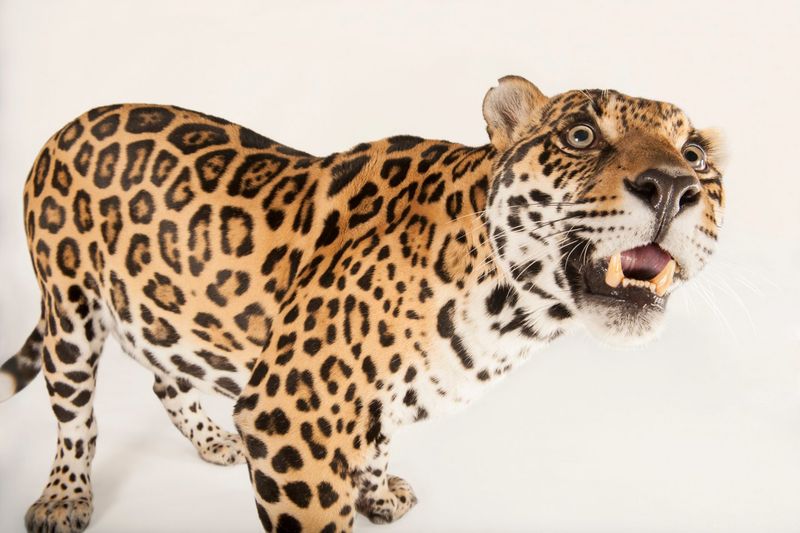 Jaguar (Panthera onca)