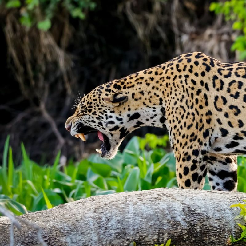 Jaguars Have the Deepest Roar