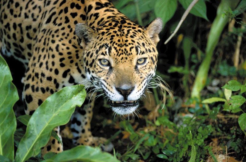 Jaguars are the Third Largest Cats