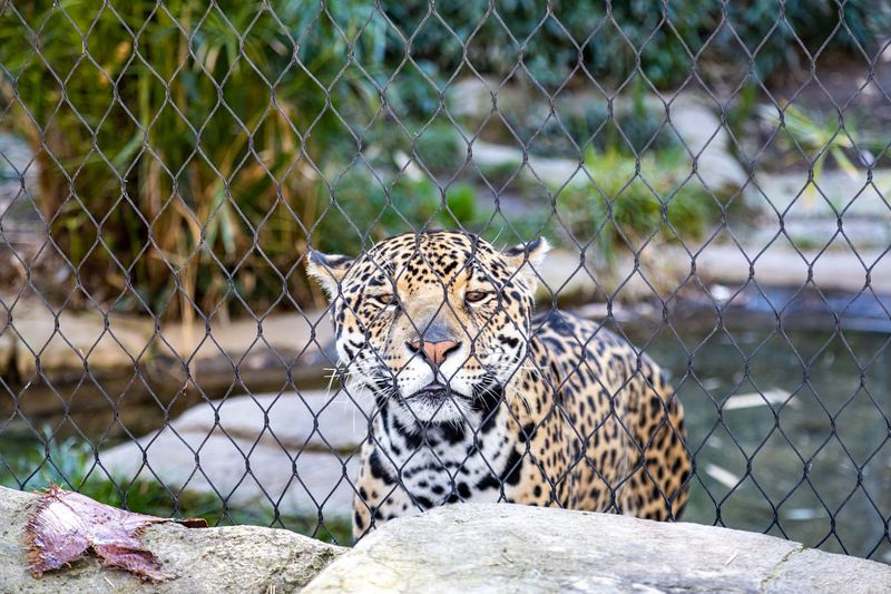 Jaguars in Captivity