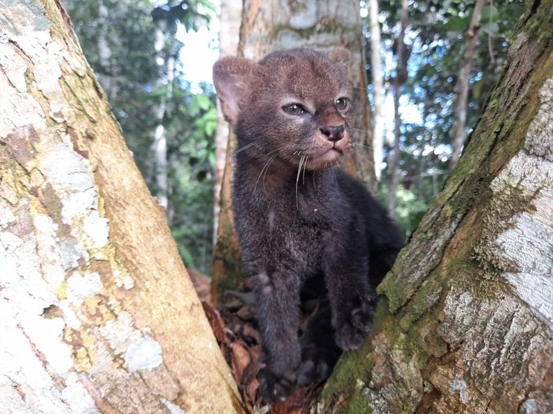 Jaguarundi