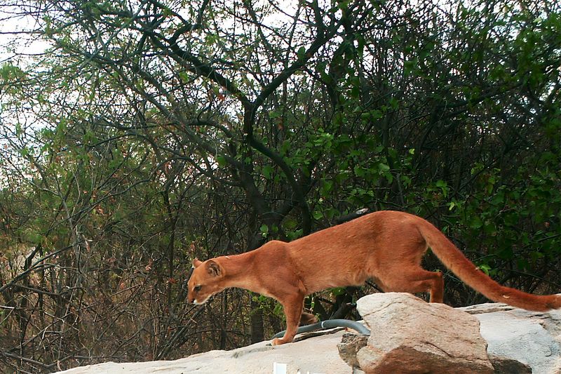 Jaguarundi