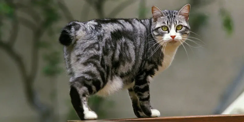 Japanese Bobtail