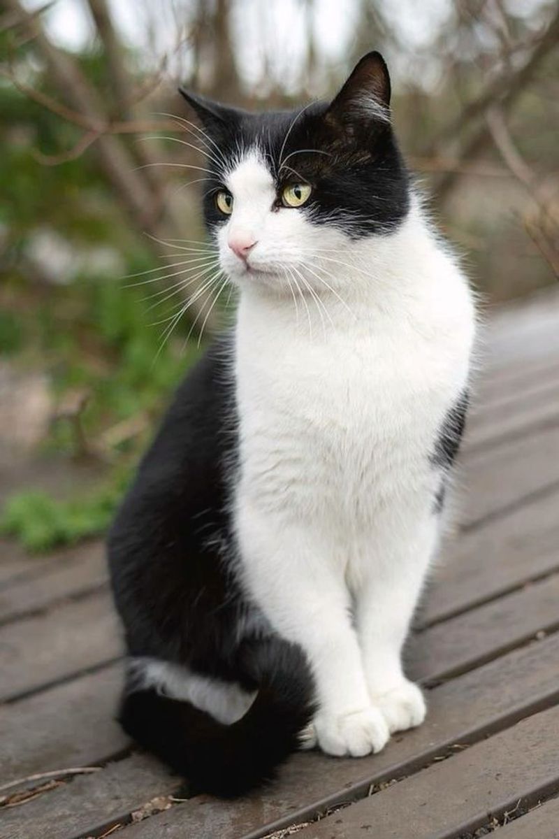 Japanese Bobtail