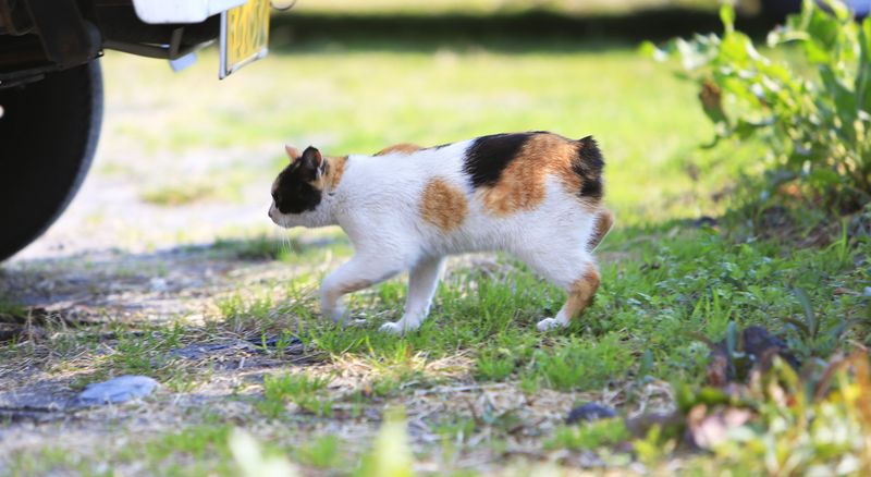 Japanese Bobtail