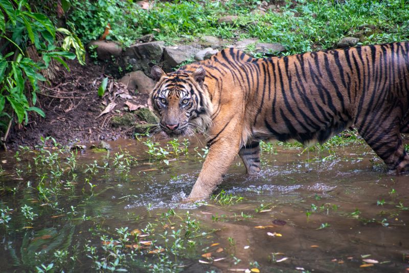 Javan Tiger