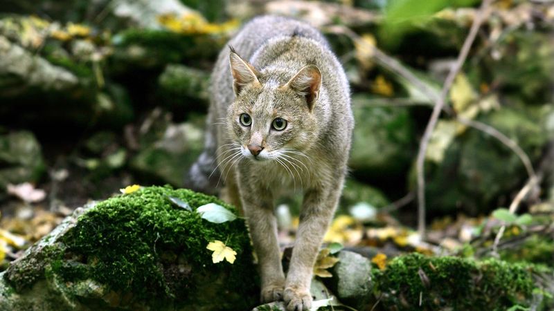 Jungle Cat (Felis chaus)