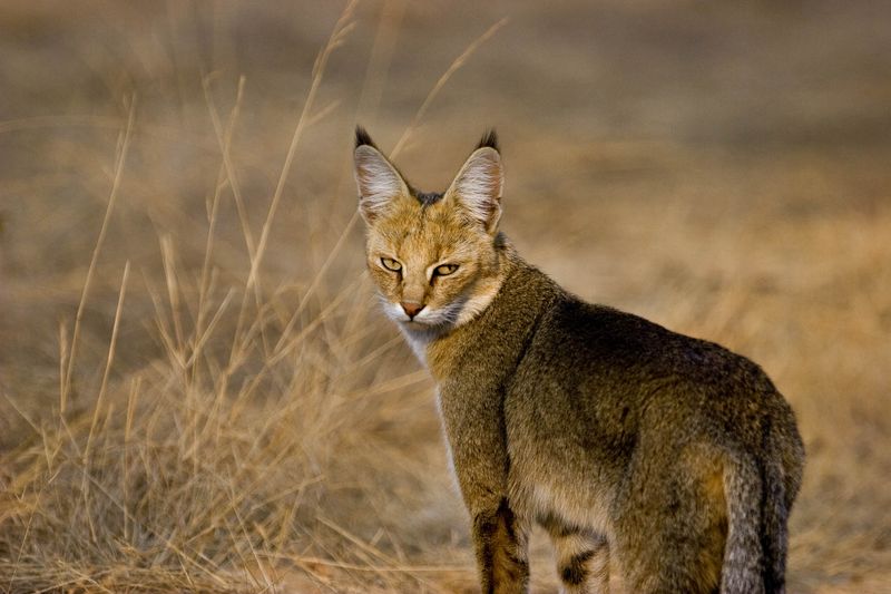 Jungle Cat (Felis chaus) – Smallest Individuals