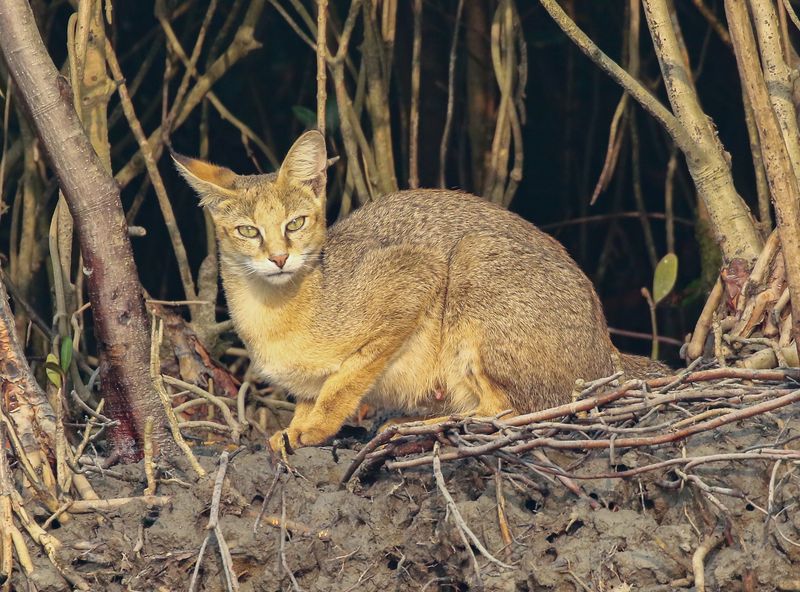 Jungle Cat (Felis chaus) – South and Southeast Asia, Middle East