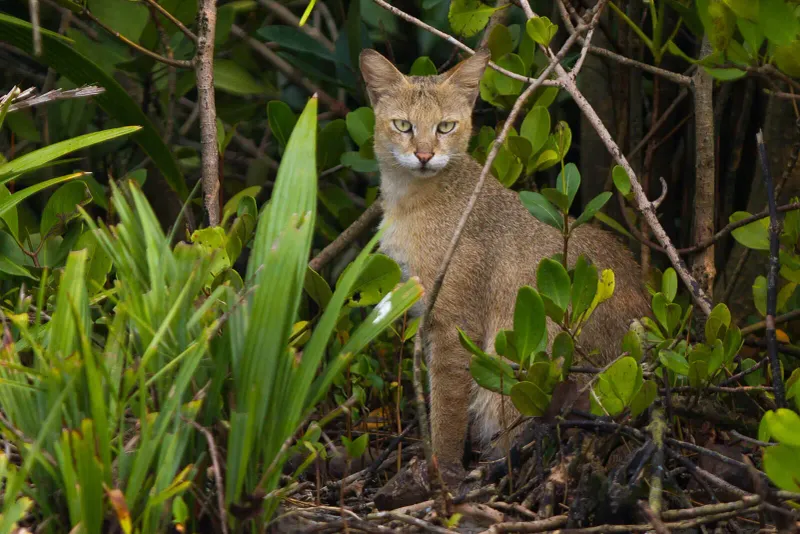 Jungle Cat (Felis chaus)