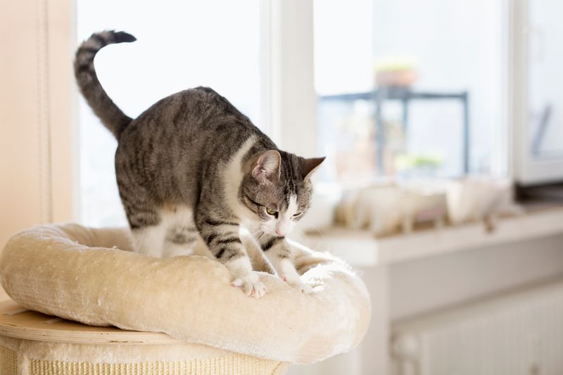 Kneading With Paws