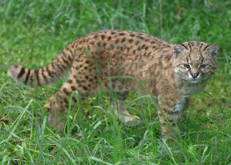 Kodkod (Leopardus guigna)