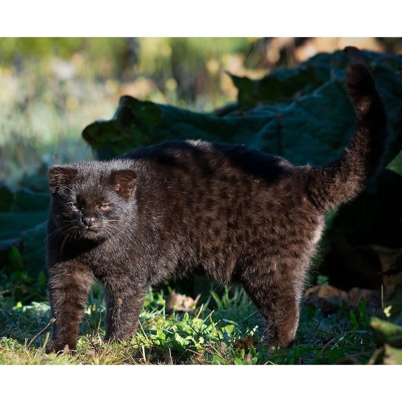 Kodkod (Leopardus guigna) – South America