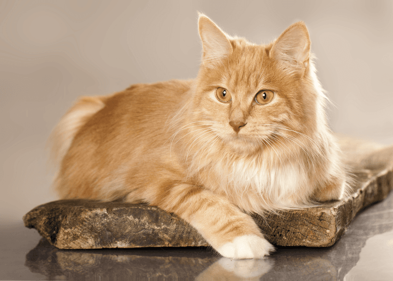 Kurilian Bobtail