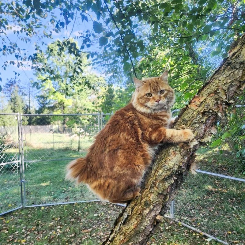 Kurilian Bobtail