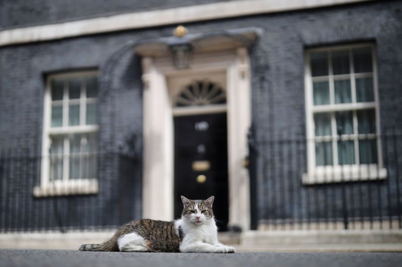 Larry – Chief Mouser of 10 Downing Street