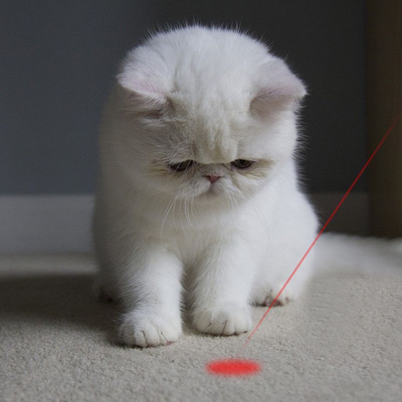 Laser Pointer Toy