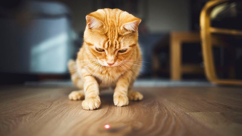 Laser Pointers vs. Feather Toys