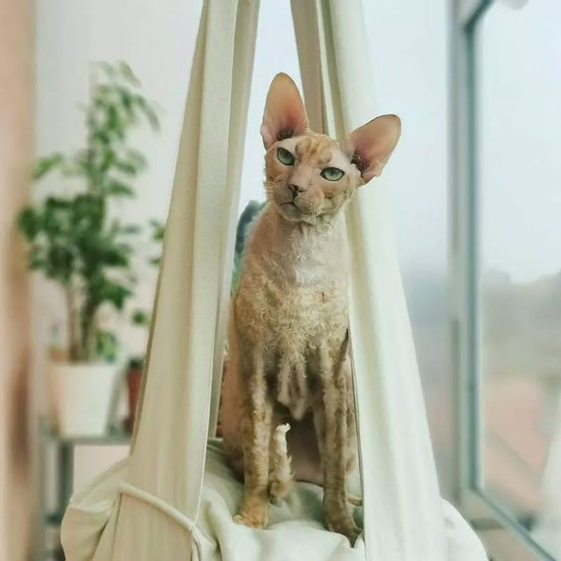 Lavender and Fawn Cornish Rex