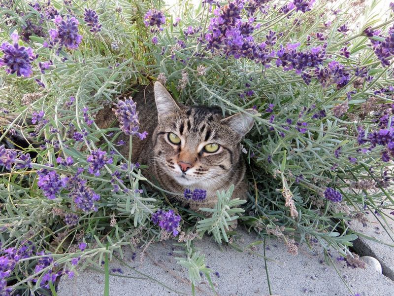 Lavender for Flea Repellent