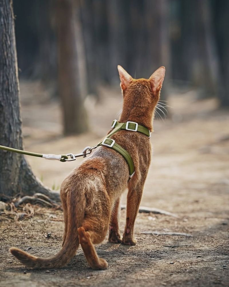 Leash Training