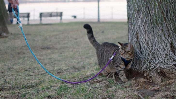 Leash Training Your Indoor Cat—15 Beginner-Friendly Tips for Success