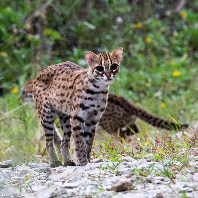 Leopard Cat (Prionailurus bengalensis) – Asia