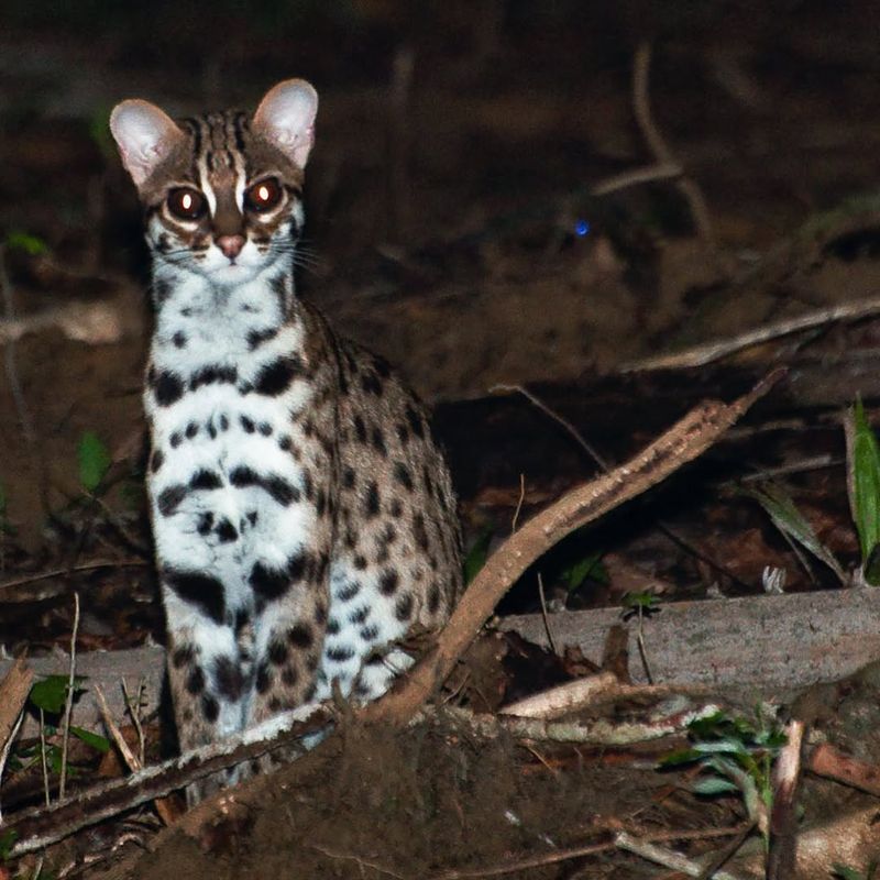 Leopard Cat (Prionailurus bengalensis)