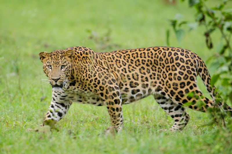 Leopards Have a Unique Call Called a 