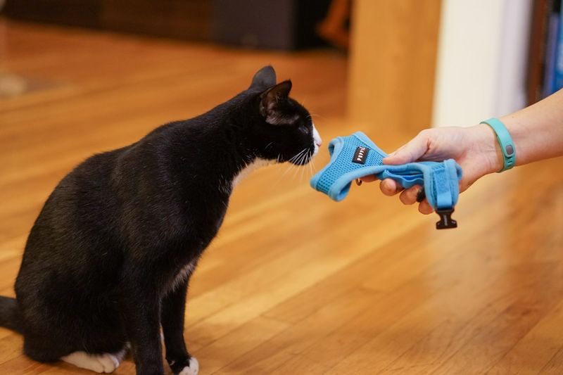 Let Your Cat Get Used to the Harness Indoors