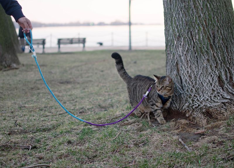 Let Your Cat Lead the Way