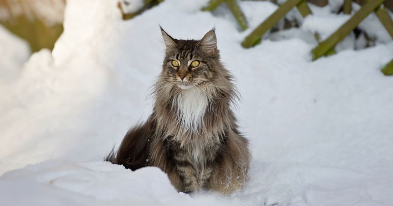 Licking Ice and Snow