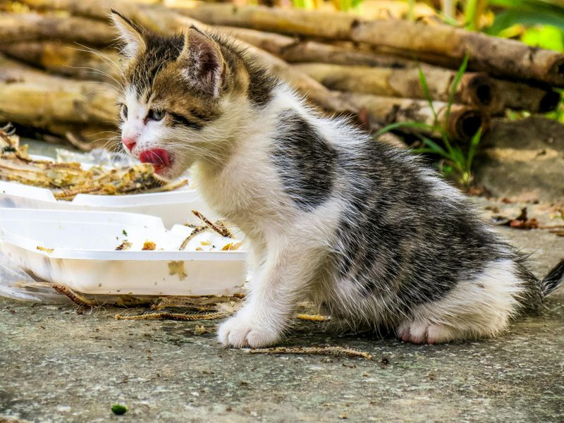 Licking Up Food Residue