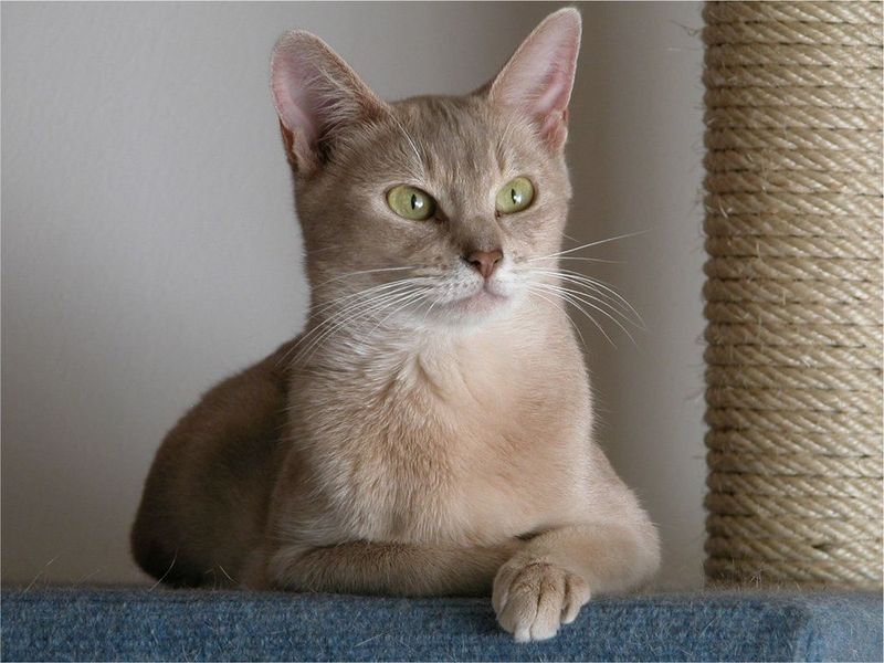 Lilac Abyssinian