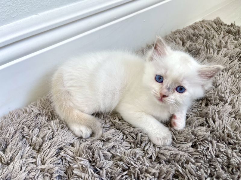 Lilac Ragdoll