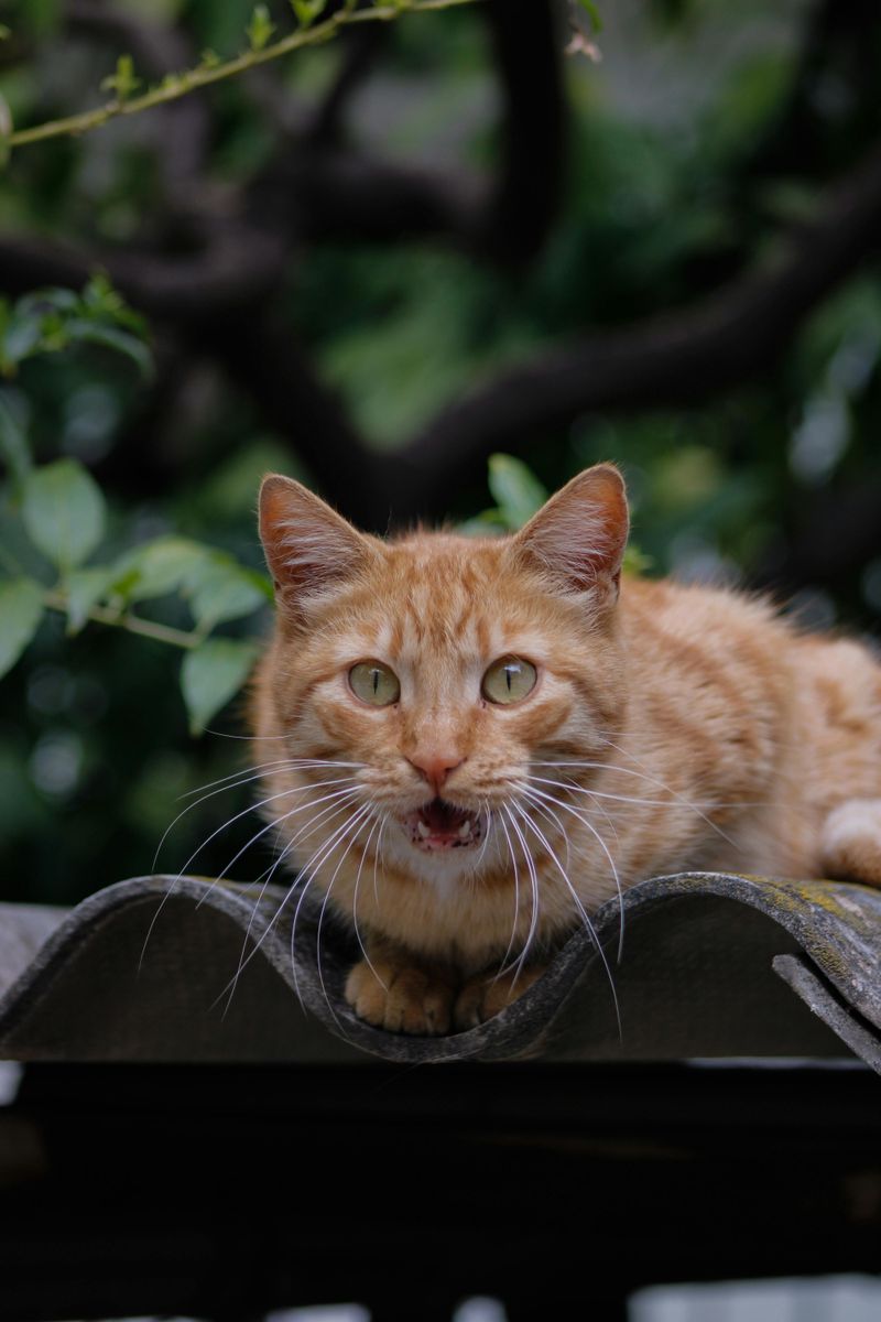 Listening for Distant Sounds