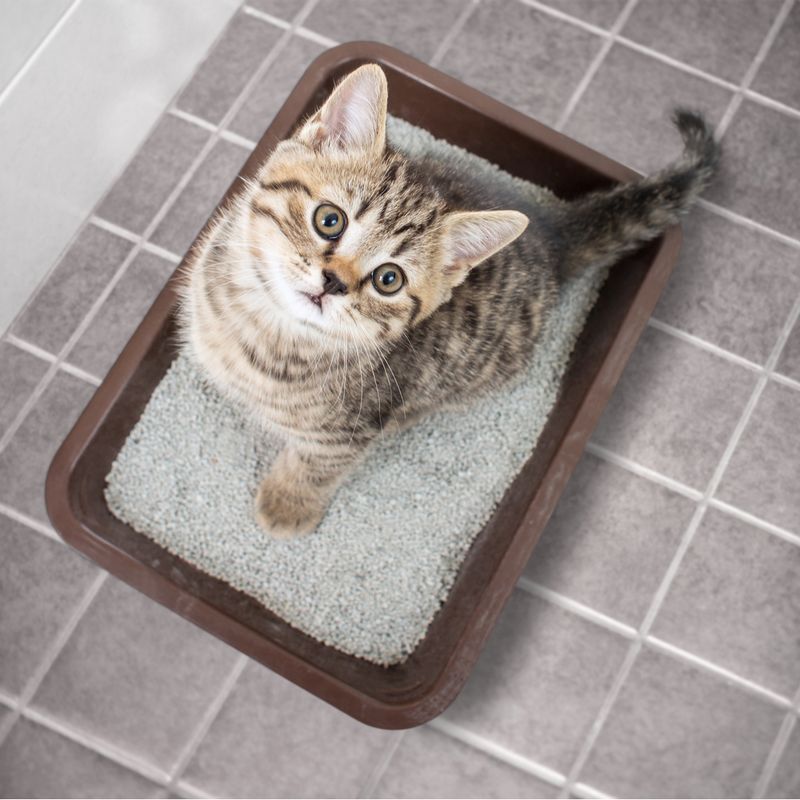 Litter Box Issues