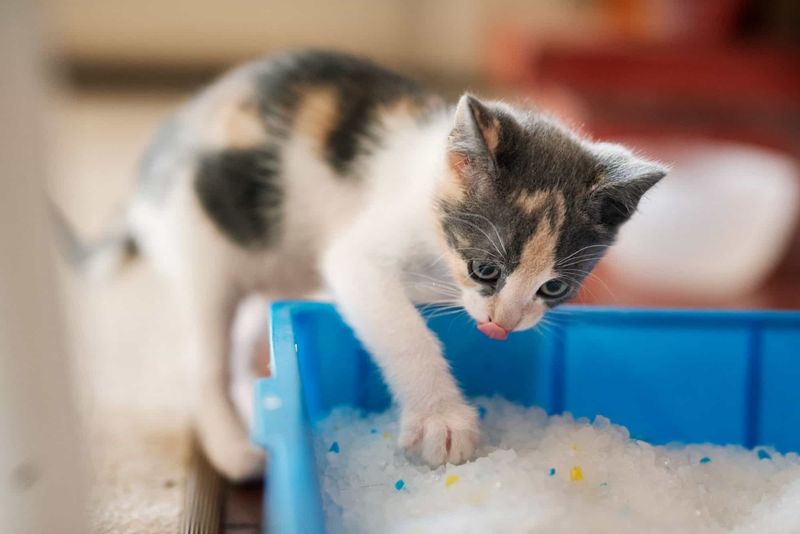 Litter Box Issues