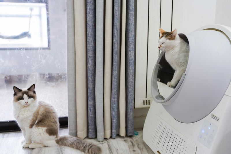 Litter Box Placement