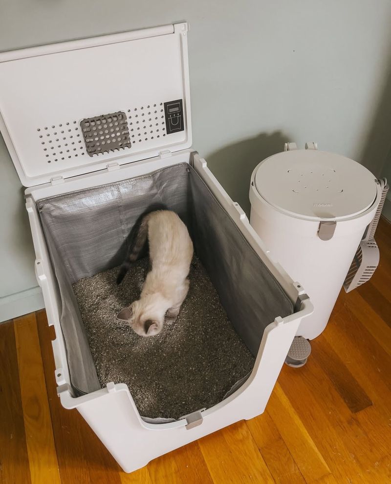 Litter Box Training Might Be Necessary