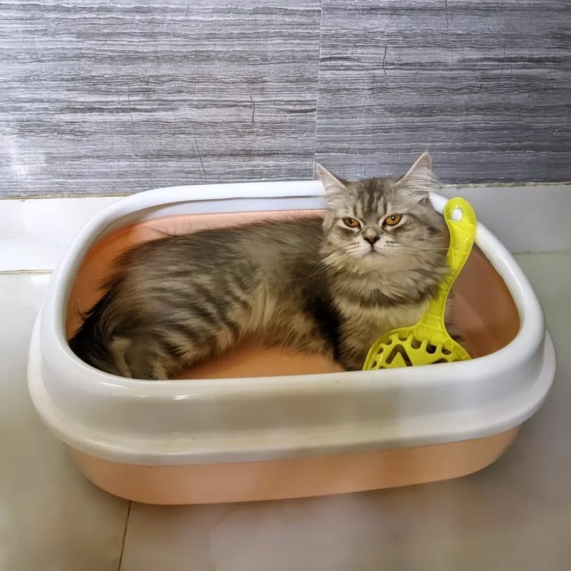 Litter Box with a Cover vs. Open Litter Box