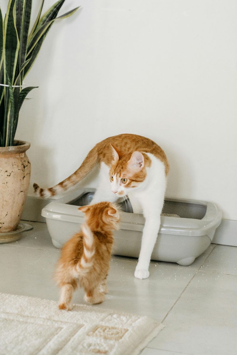 Litter Tracked Around the House