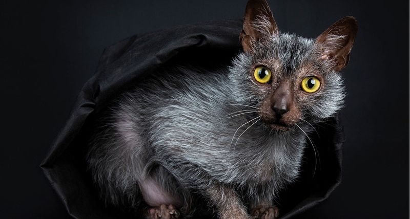 Lykoi (Werewolf Cat)