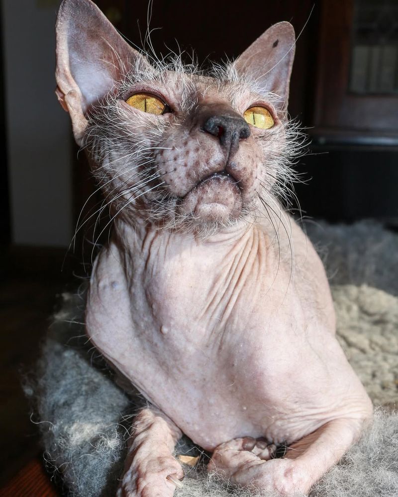 Lykoi (Werewolf Cat)