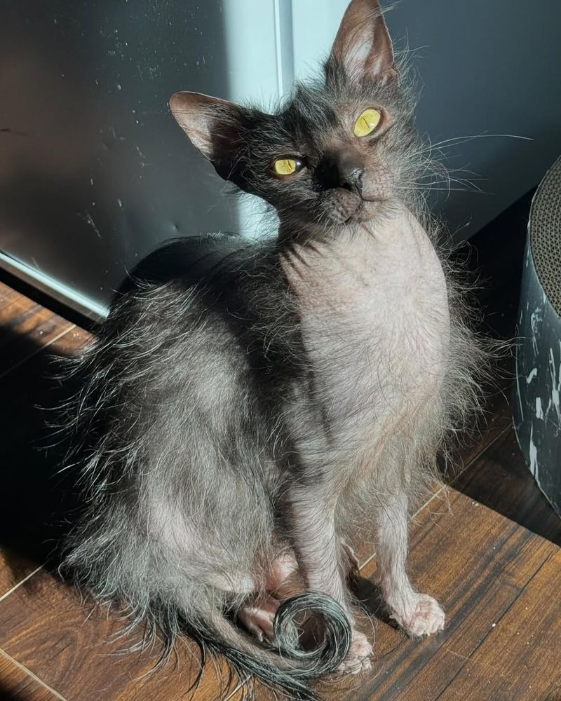 Lykoi