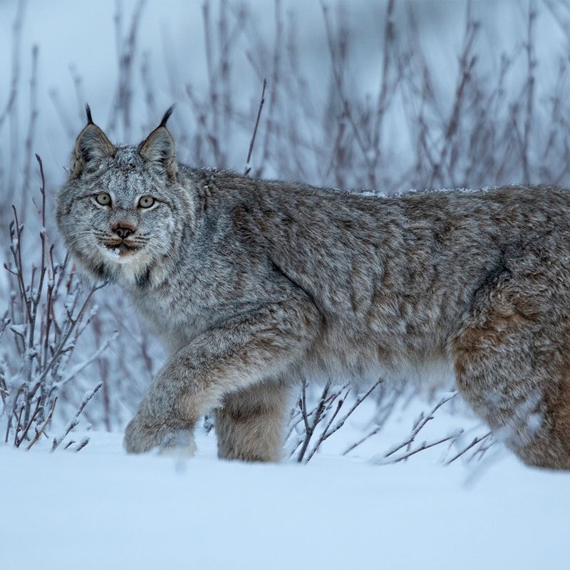 Lynx